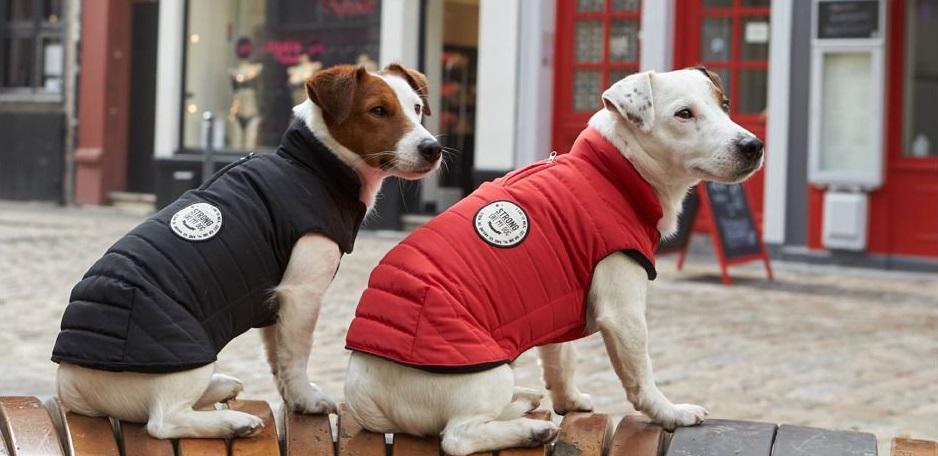 Quels sont les meilleurs manteaux pour chien ?
