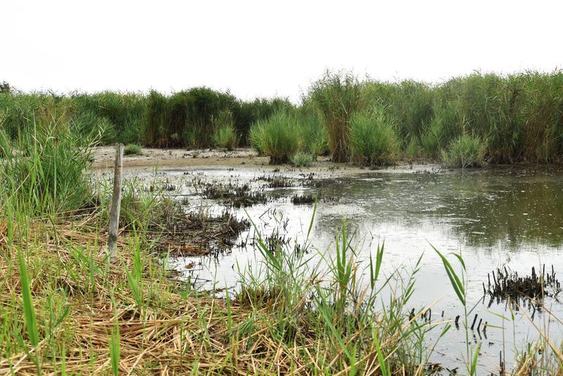 Voici comment la protection de la biodiversité d’un marais permet la production d’énergie renouvelable