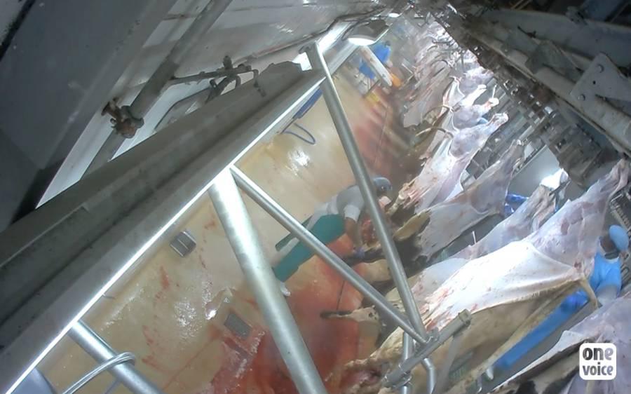 Europe - Sobeval: Garde à vue pour avoir filmé dans l'abattoir de veaux, fournisseur de l'industrie du luxe