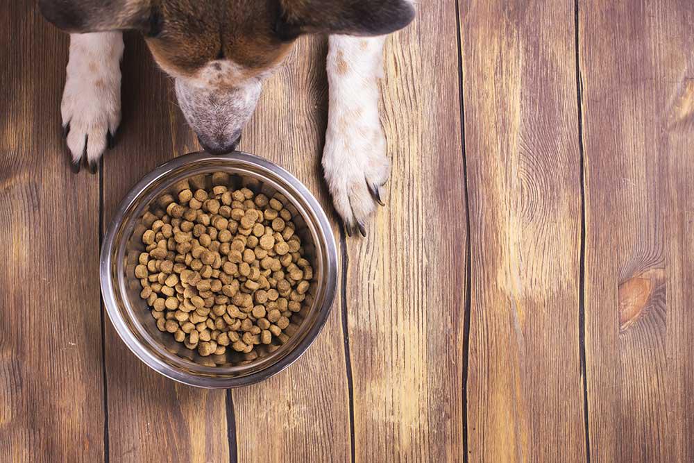 Mejores piensos según el tipo de perro que tengas