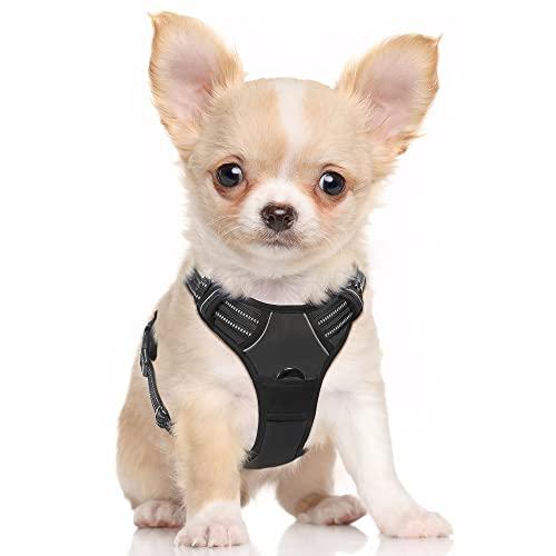 49 Best Chihuahua Harness in 2022: According to Experts