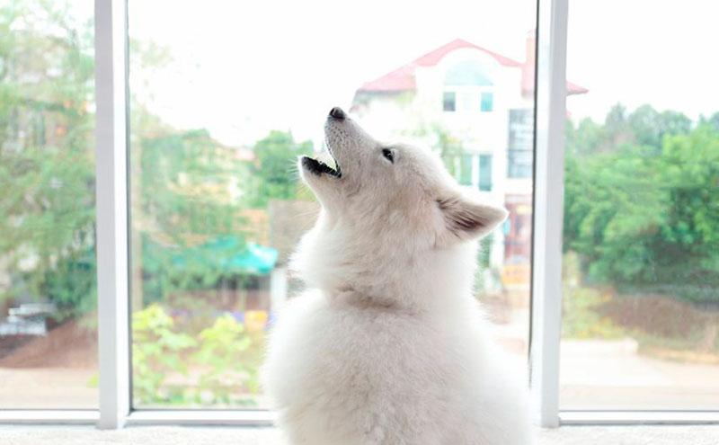 Why does my dog ​​howl when I leave?