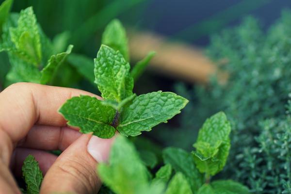 8 plants that can absorb moisture in your house: mint will leave a delicious aroma