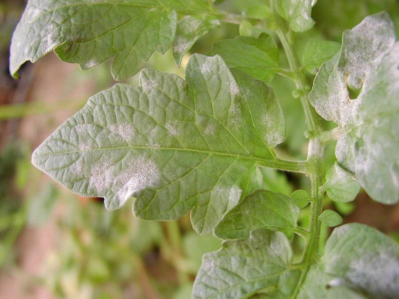 🔎 Powdery Mildew - Definition and Explanations