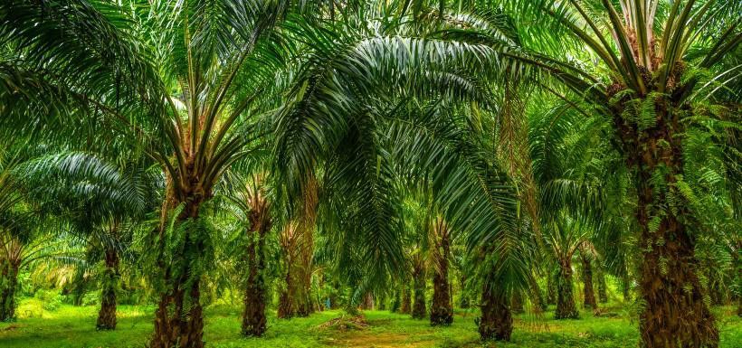 Effects of palm oil on health: what are the dangers?