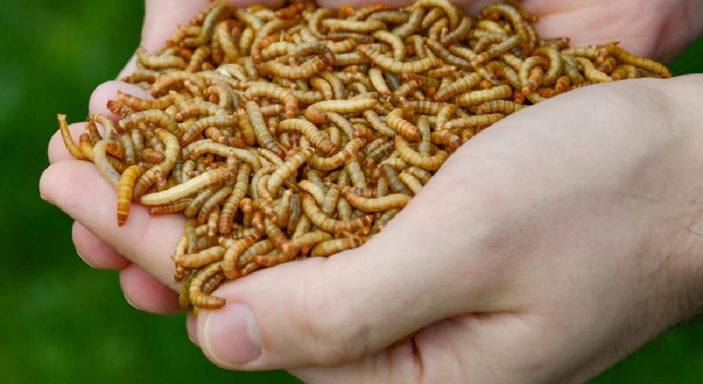 Na meelwormen nu ook sprinkhanen toegestaan als hapje in EU