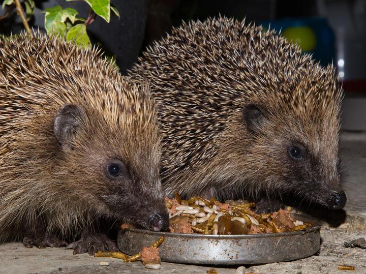 Hedgehog food: These foods are suitable - and these are not