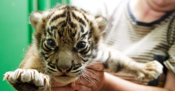 iRozhlas Na ‚tygří bujón‘ upozornila úmrtnost zvířat. ‚Myslela jsem, že se to v Česku neděje,‘ říká expertka