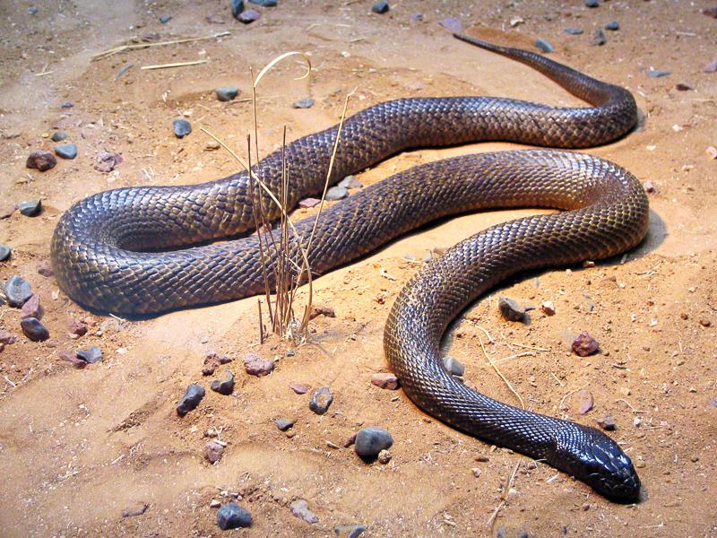 Medicina: una sustancia de la zarigüeya neutraliza el veneno de la serpiente