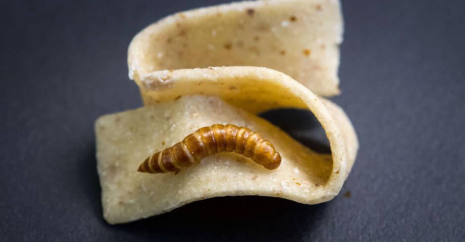 Insekten essen: Pasta mit sechs Beinen - Rhein-Neckar ...