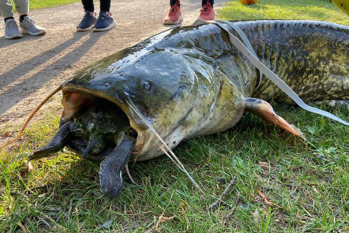 Gotinga: Wels se ahoga con la tortuga - ambos animales mueren