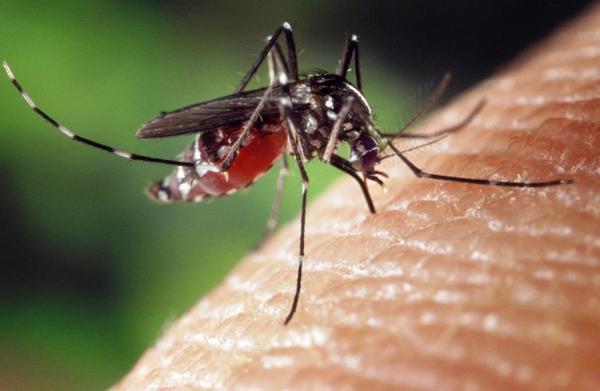 Repelentes de insectos como protección eficaz contra plagas peligrosas