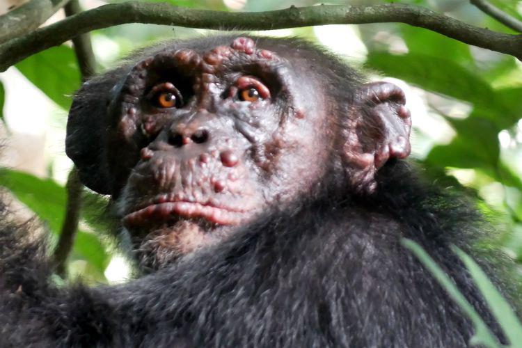 Lepra detectada en chimpancés salvajes en África