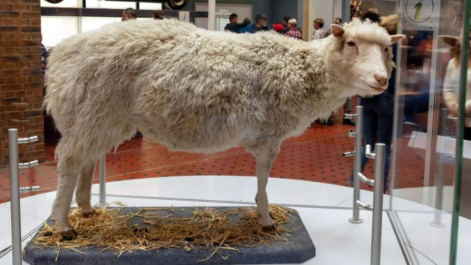 Clonación de Sheep Dolly: 25 años después - ¿Dónde se usa la tecnología de clonación hoy en día?