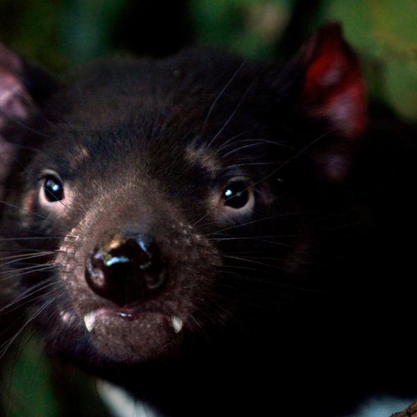 Raiva de câncer contagioso: diabo da Tasmânia luta pela sobrevivência
