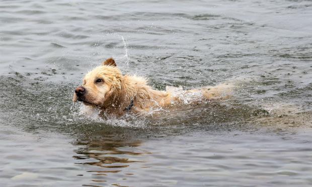 Hund schwimmt nicht: Was können Halter tun?