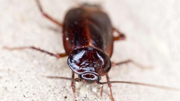 Kakerlaken bekämpfen: Diese Hausmittel helfen gegen Schaben im Haus