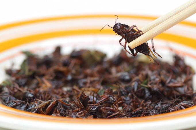 Das neue Superfood: Essbare Insekten sind gut fürs Klima