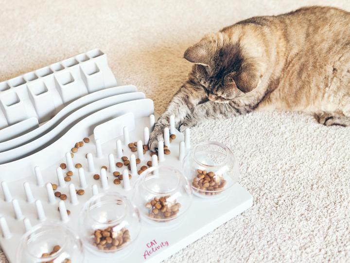 Brinquedos inteligentes para gatos: tendências e dicas para donos de animais