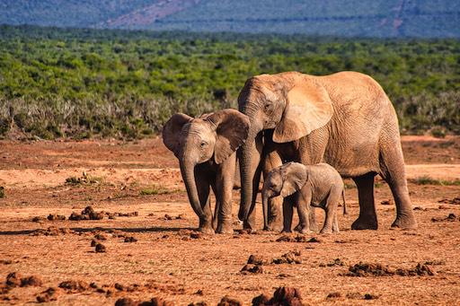 Dia Mundial do Elefante: Elefante da floresta ajuda na proteção do clima e no transporte de sementes