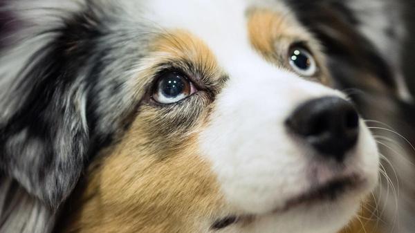 Tierkolumne: Hunde mit Hautproblemen: Nicht jeder Hund hat ein dickes Fell