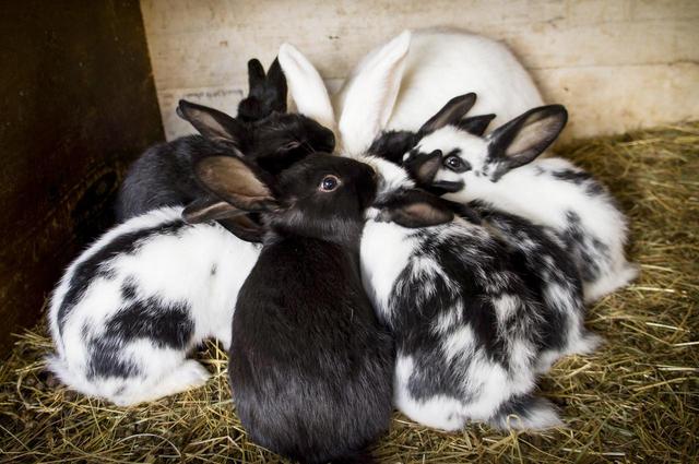 Kaninchenplage in Ingolstadt: Die Hoppler bereiten Probleme