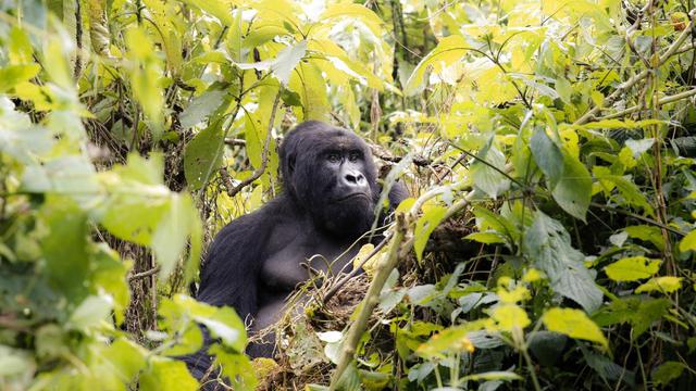 Sobre la amistad con gorilas y chimpancés