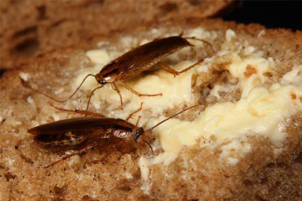 Plagas: control de gusanos, hormigas y cucarachas