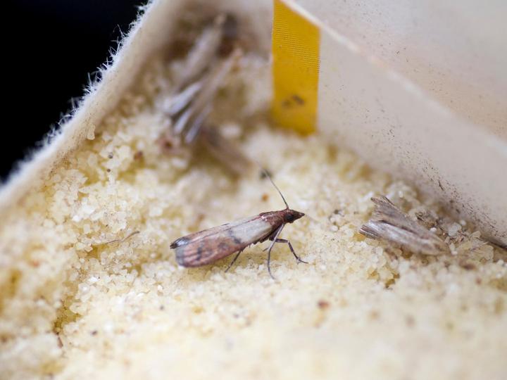 Schädlinge im Haus: Tipps gegen Motten, Mäuse und Co.