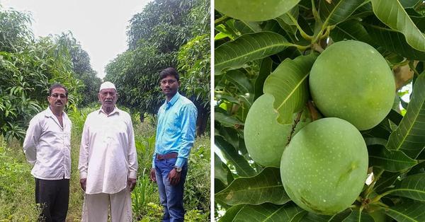 52-YO Farmer Dedicates 15 Years to Revive Almost-Extinct Mango From 1 Tree