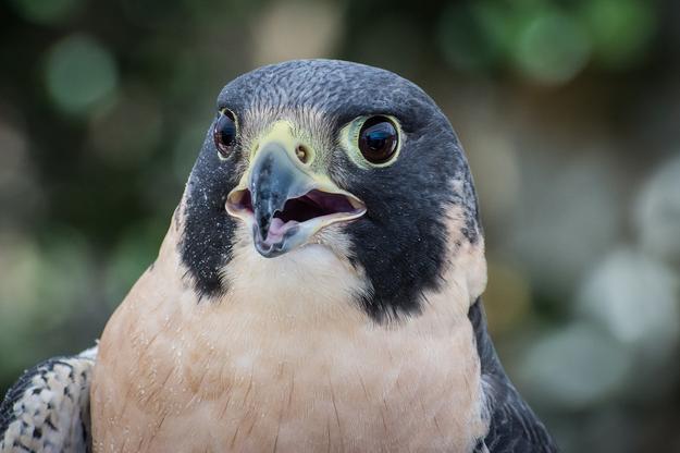 The Stunning Peregrine Falcon at Boise’s MK Nature Center Has a Heartbreaking Past