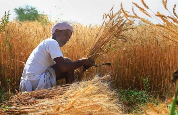 Direct transfer: MSP wheat purchases hit a record; Punjab farmers get Rs 3 lakh per capita
