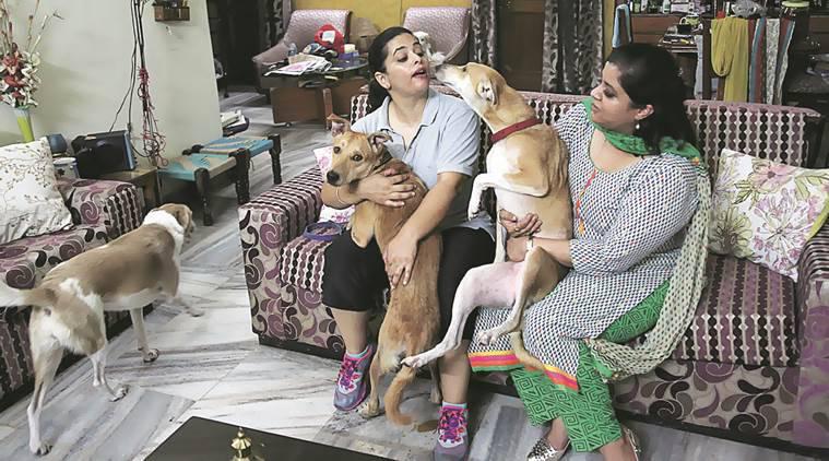 Sterilising stray dogs in Chandigarh: 2 youngsters take it on themselves