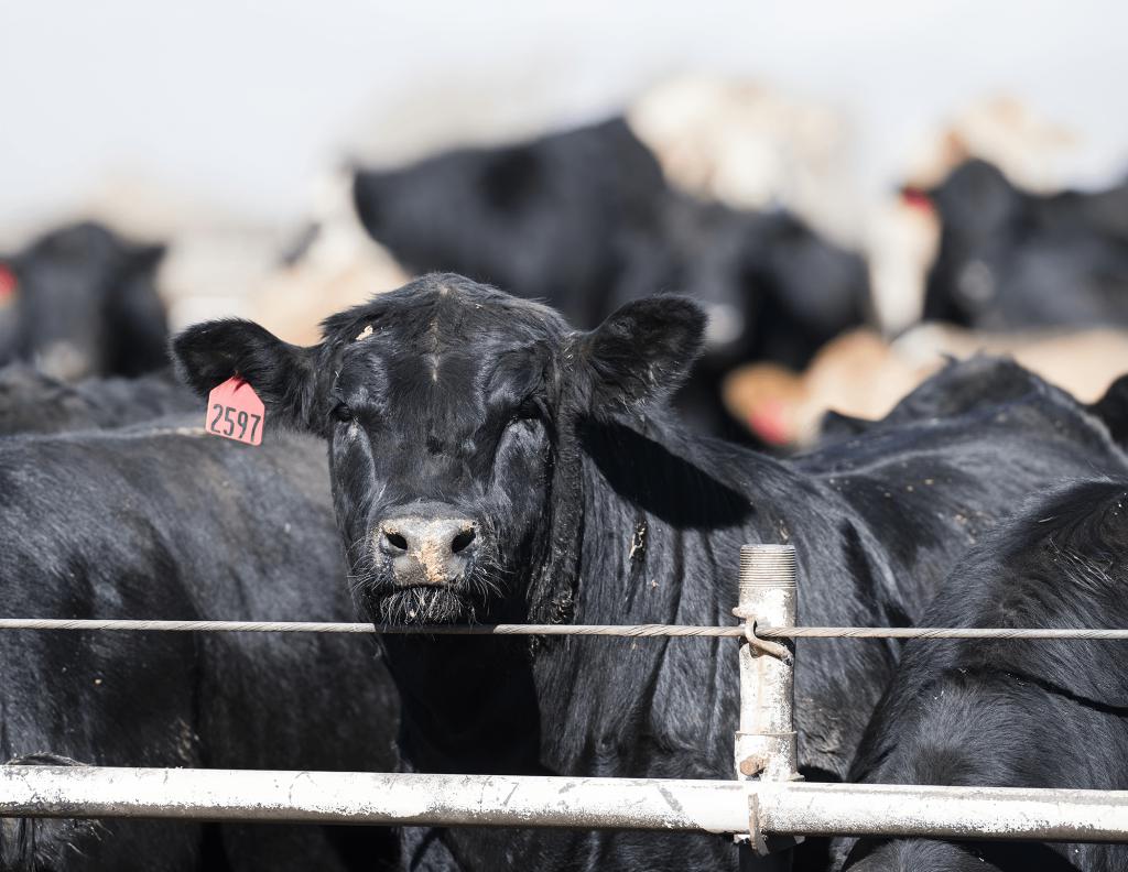 Pay farmers $12 billion to stop dairying, ecologist urges