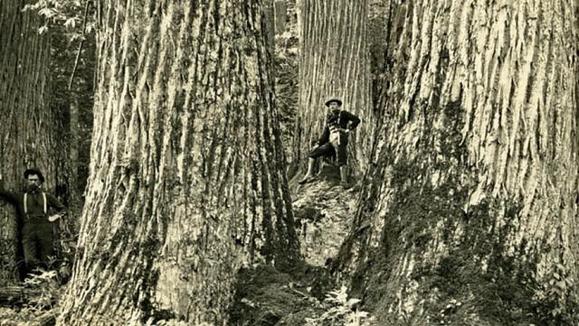 Can Genetic Engineering Bring Back the American Chestnut?