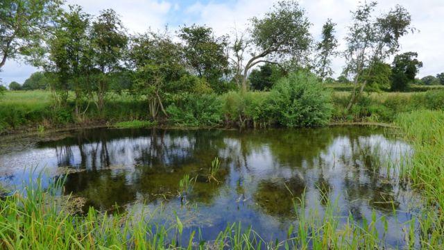 Norfolk’s rediscovered ‘ghost ponds’ offer up trove of long-lost plants