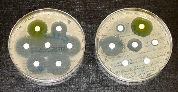 An Introduction to Culturing Bacteria An Introduction to Culturing Bacteria