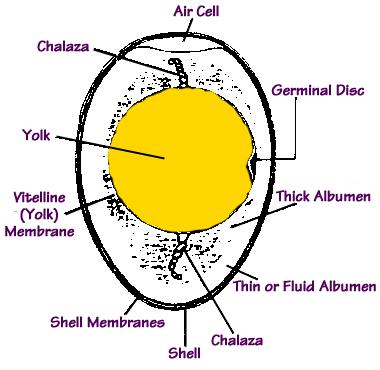 Shell (physical structure)