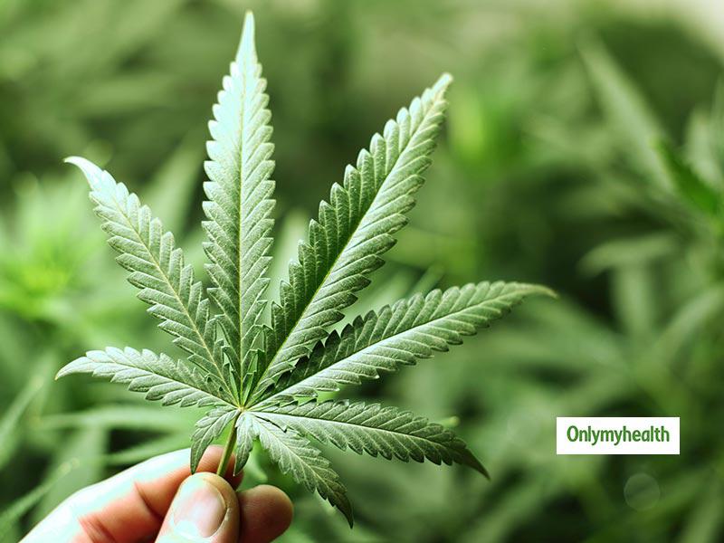Cannabis: Alles, was Sie wissen müssen, um Ihre Sucht loszuwerden