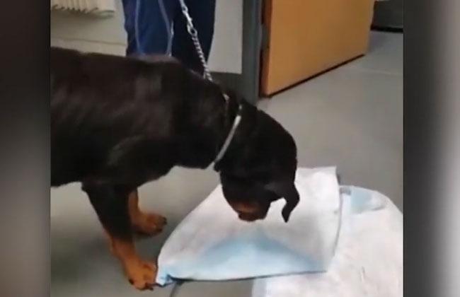 Video: Hund kotzt beim Tierarzt das Sexspielzeug des Besitzers aus, alle verlieren es...