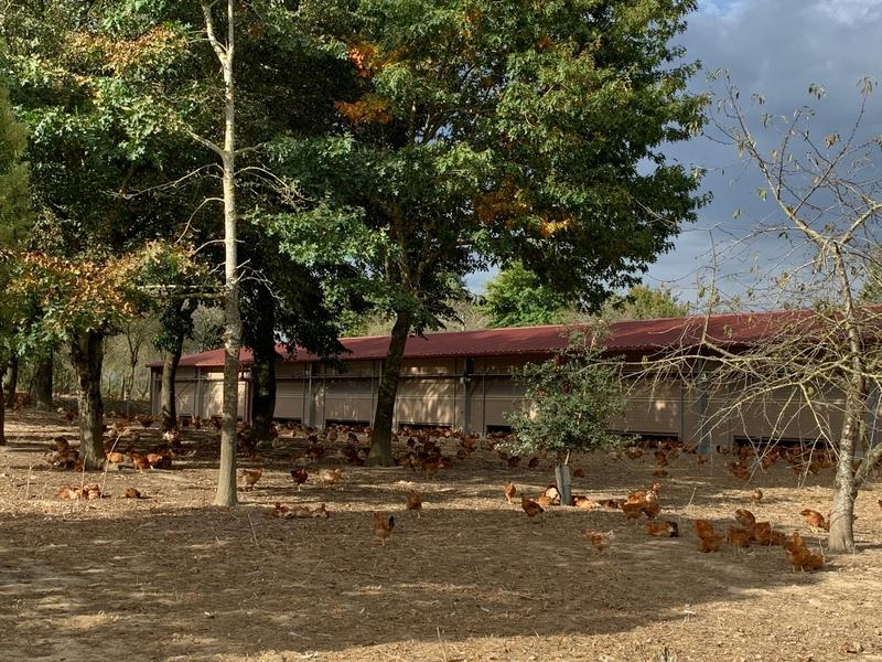 Diversifier ses parcours
L’agroforesterie, un atout pour le paysage et l’élevage avicole