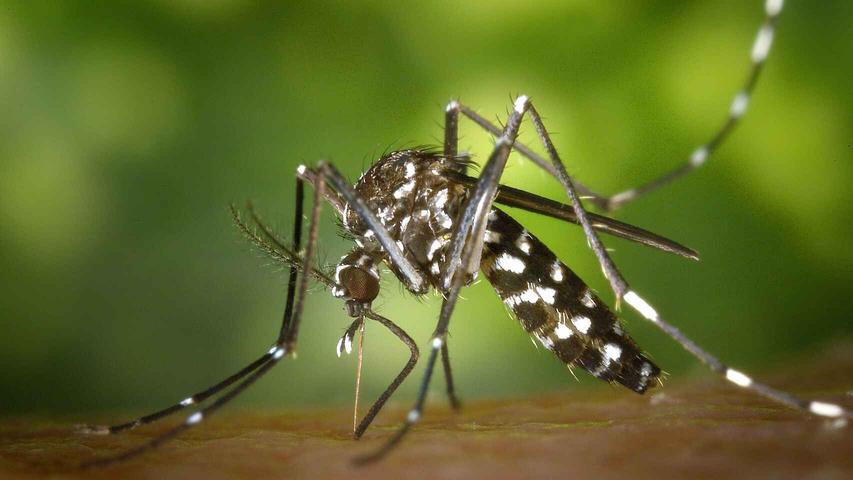 Cómo bajar la inflamación de una picadura de mosquito
