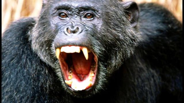 Ouganda : les chimpanzés, privés de leur habitat, s'en prennent aux Hommes