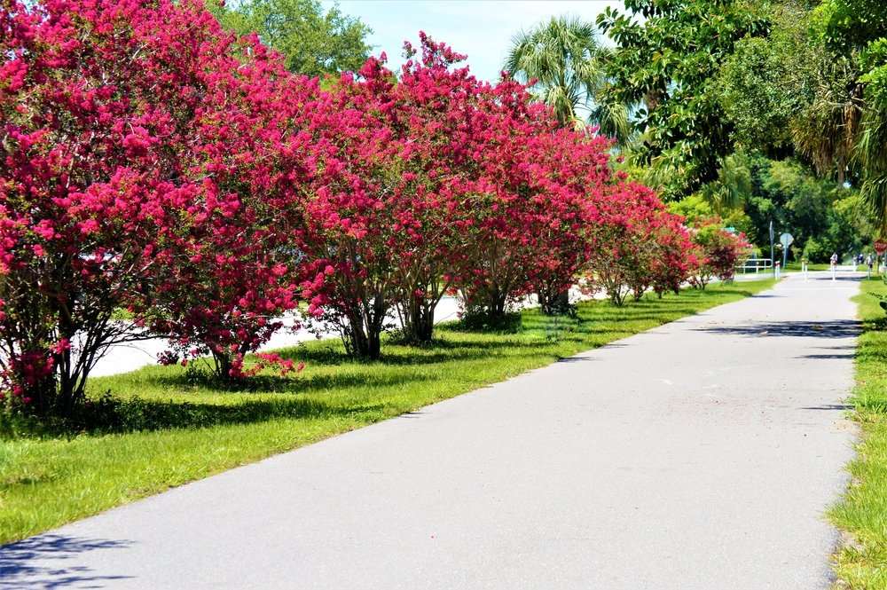 Red Rocket Crape Myrtle vs. Dynamite: Which One Is Better ...