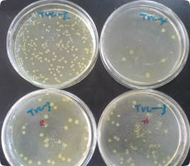 Nombre de bactéries viables