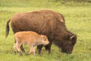 Indian Culpability in Bison Demise 
