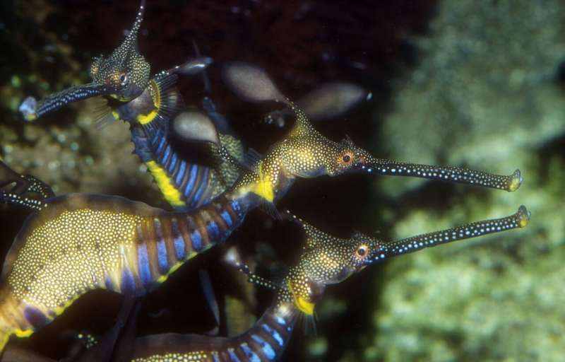 Mystery of the seadragon solved