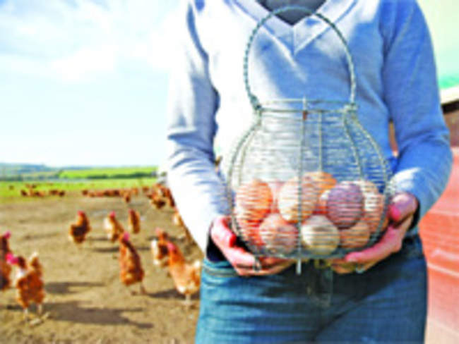 How cage-free eggs are more nutritious than regular able eggs