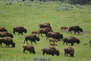 Indian Culpability in Bison Demise 