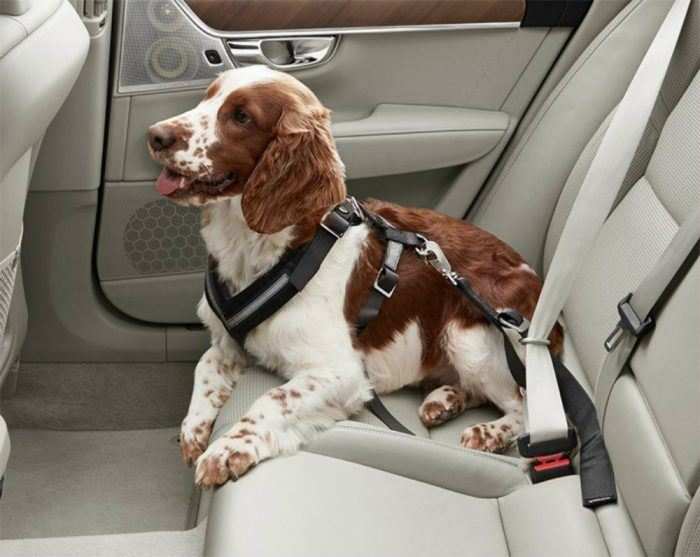 Pet owners worry about safety, but can automakers respond?